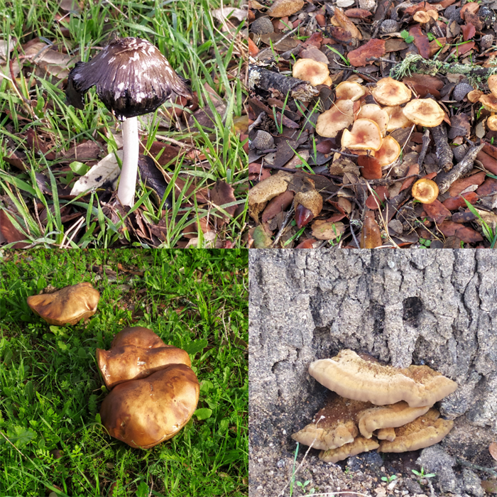 Setas y hongos Sierra Norte